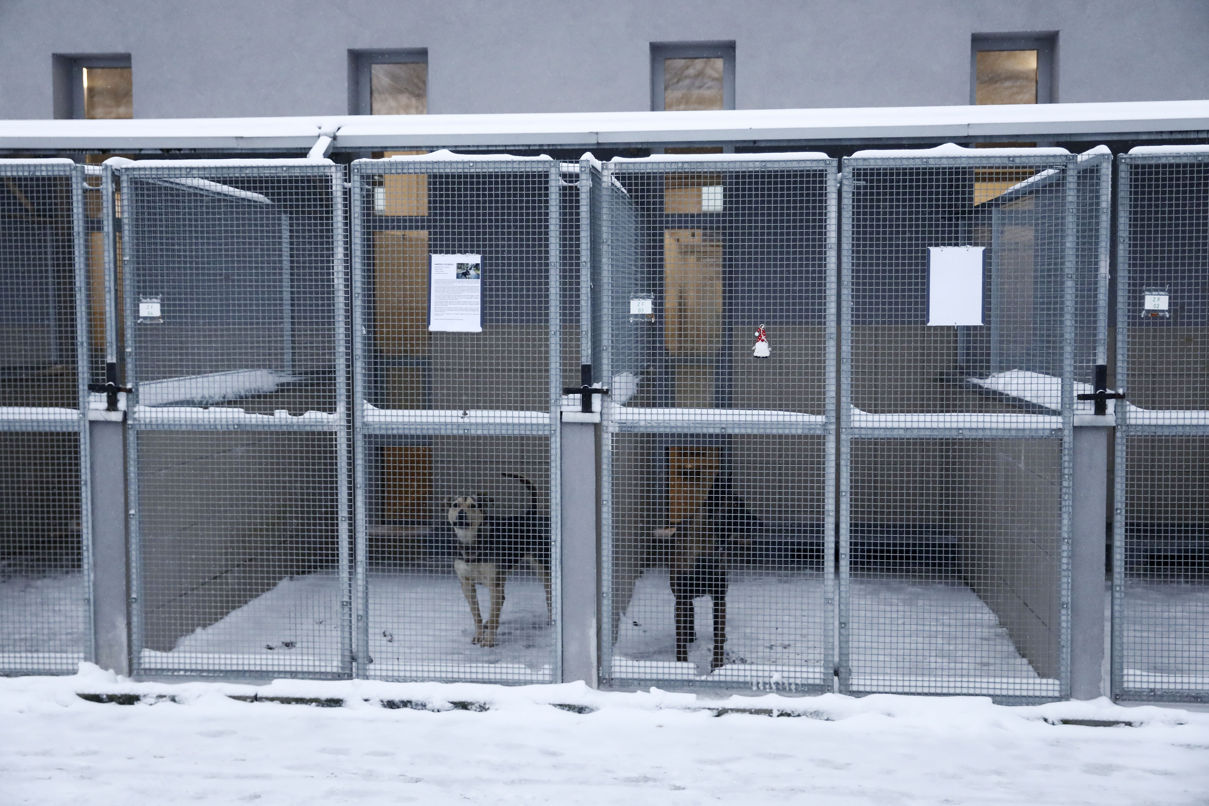 Two dogs wait to be adopted or temporarily fostered, in Krakow, Poland, on Sunday Jan. 7, 2024. The KTOZ Shelter for Homeless Animal on Friday sent out an urgent appeal to people to adopt or at least temporarily shelter some of its dogs until the dangerous cold spell passes. It didn't have room inside for all its 300 dogs and some where in pens outdoors. What it called "Operation Frost" was a huge success, with people arriving in droves, waiting in lines for hours and taking home 120 pups. (AP Photo)